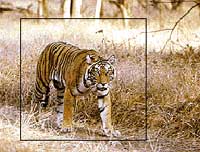 Tiger safari at Bandhavgarh National Park, India tours