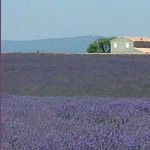 Bicycle vacations in Provence