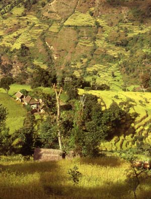 Limbuwan, fertile land of the Limbus, rice the most important crop