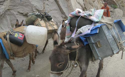 pack animals in Ladakh