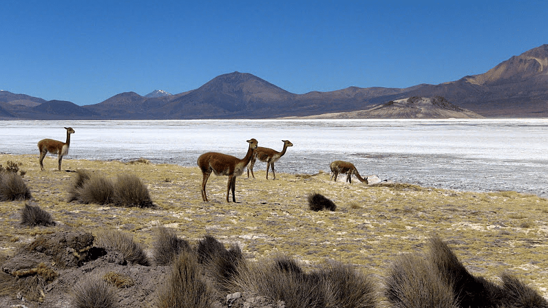 Animals species in Atacama chile