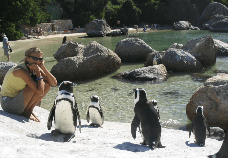 Boulder Beach Penguins Capetown South Africa
