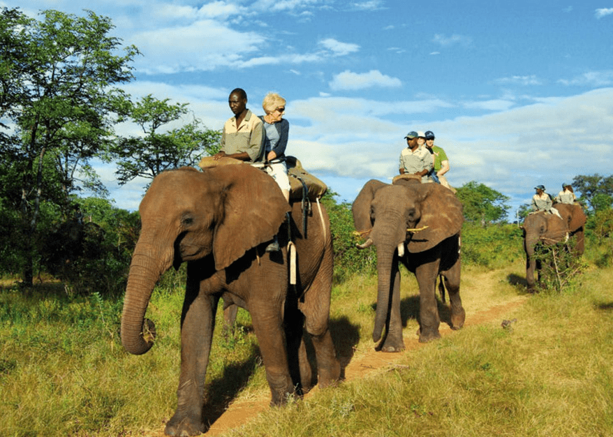 Elephant Safari in South Africa
