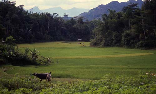 Rice fields surrounded by lush jungle and mountains of Torajaland