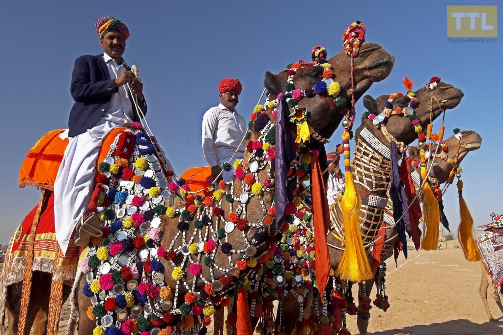 Camel Desert Festival