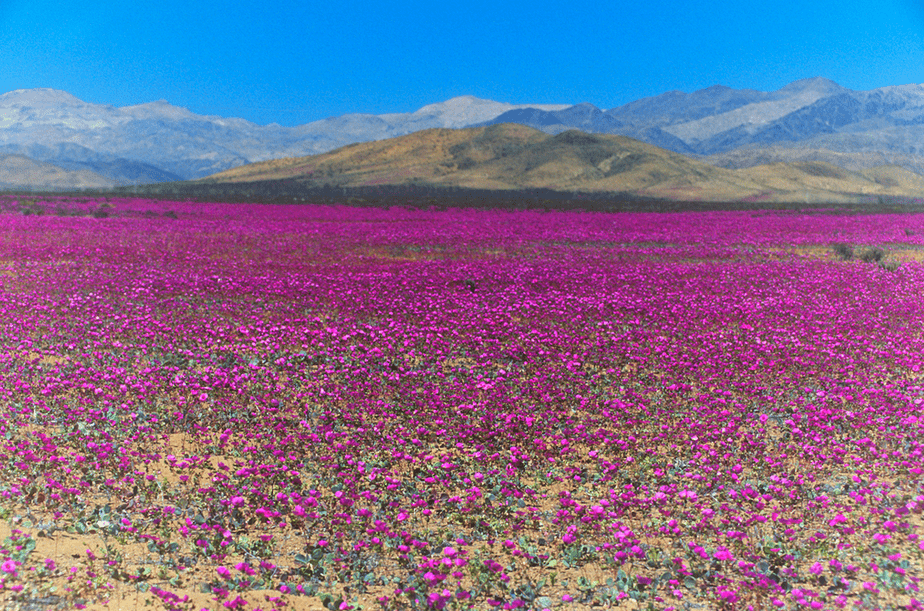 rare desert flowering in Atacama desert chile