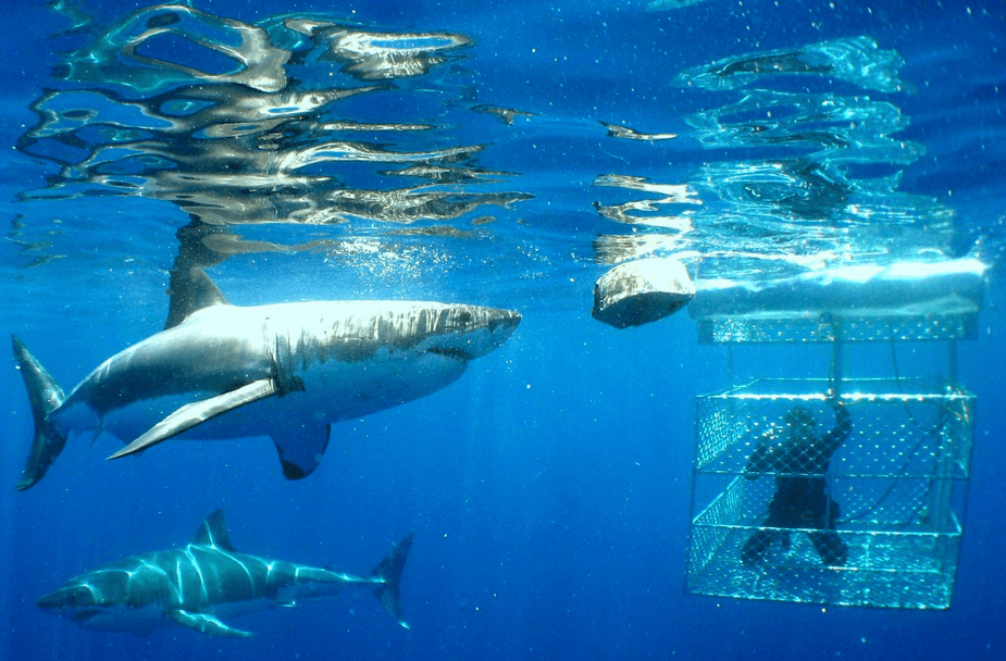 Cage diving in South Africa