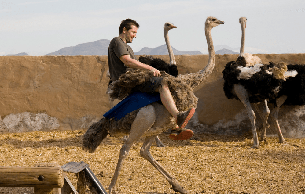 Ostrich Ride South Africa