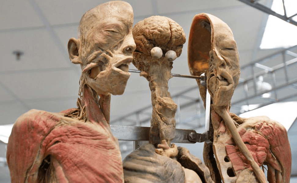 The human body museum of bangkok.