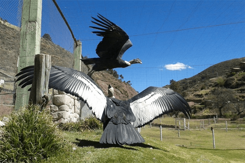 Santuario Animal Cochahuasi Cusco Peru